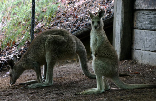 Kangaroes
