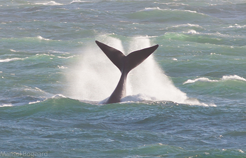 Whales breaching De Kelders